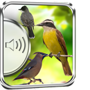 Flycatcher Birds Sounds aplikacja