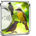 Flycatcher Birds Sounds icon