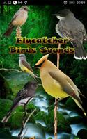 Poster Flycatcher Birds Sounds