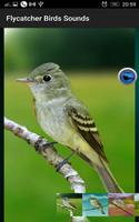 1 Schermata Flycatcher Birds Sounds