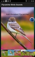 3 Schermata Flycatcher Birds Sounds