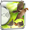 Game Birds Sounds
