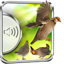 Sons d'oiseaux de jeu APK