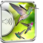 Humming Birds Sounds icon