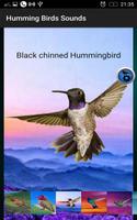 3 Schermata Humming Birds Sounds