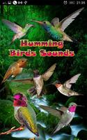 Poster Humming Birds Sounds