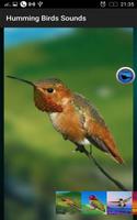 Humming Birds Sounds screenshot 1