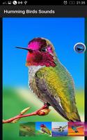 2 Schermata Humming Birds Sounds