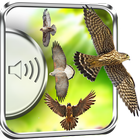 Hawk Birds Sounds icon