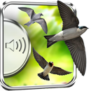 Swallow Birds Sounds aplikacja