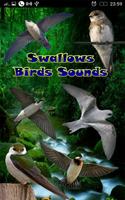 Avale des sons d'oiseaux Affiche