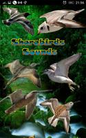 Shorebirds Sounds Plakat