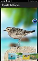 Shorebirds Sounds screenshot 2