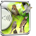 Sparrow Birds Sounds icône