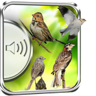 Sparrow Birds Sounds icon