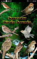 Sparrow Birds Sounds Affiche