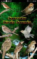 Sparrow Birds Sounds poster