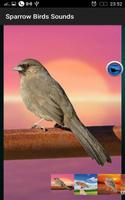 Sparrow Birds Sounds capture d'écran 1