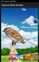 Sparrow Birds Sounds capture d'écran 2
