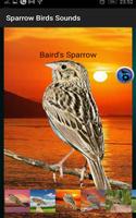 Sparrow Birds Sounds capture d'écran 3