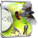 Thrush Birds Sounds APK