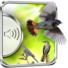 Thrush Birds Sounds आइकन