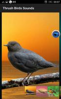 Thrush Birds Sounds स्क्रीनशॉट 1