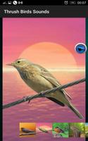 Thrush Birds Sounds स्क्रीनशॉट 2