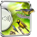 Ptaki Warbler Brzmi aplikacja