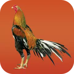 Gamecocks XAPK download