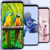 Bird Wallpaper HD Backgrounds aplikacja