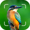 Bird Detective APK