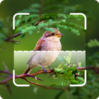 Bird Sound Bird Identifier icon