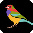 Bird Sound icon