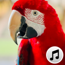 Bird Sounds and Ringtones APK