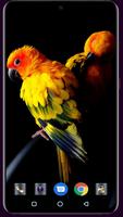 Bird Wallpaper penulis hantaran