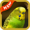 Bird Wallpaper