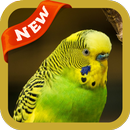 Bird Wallpaper APK