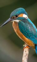 Bird Wallpaper poster