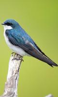 Bird Wallpaper screenshot 1