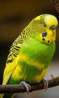Bird Wallpaper screenshot 2