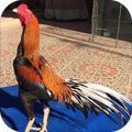 วอลเปเปอร์ไก่ชนไทย