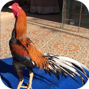 วอลเปเปอร์ไก่ชนไทย APK