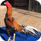 วอลเปเปอร์ไก่ชนไทย 아이콘