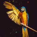 Bird Wallpaper