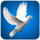 Bird Wallpaper APK