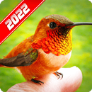Bird Wallpaper APK