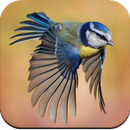 Bird HD Wallpaper APK