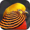 ”Bird Wallpapers
