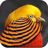 Icona Bird Wallpapers